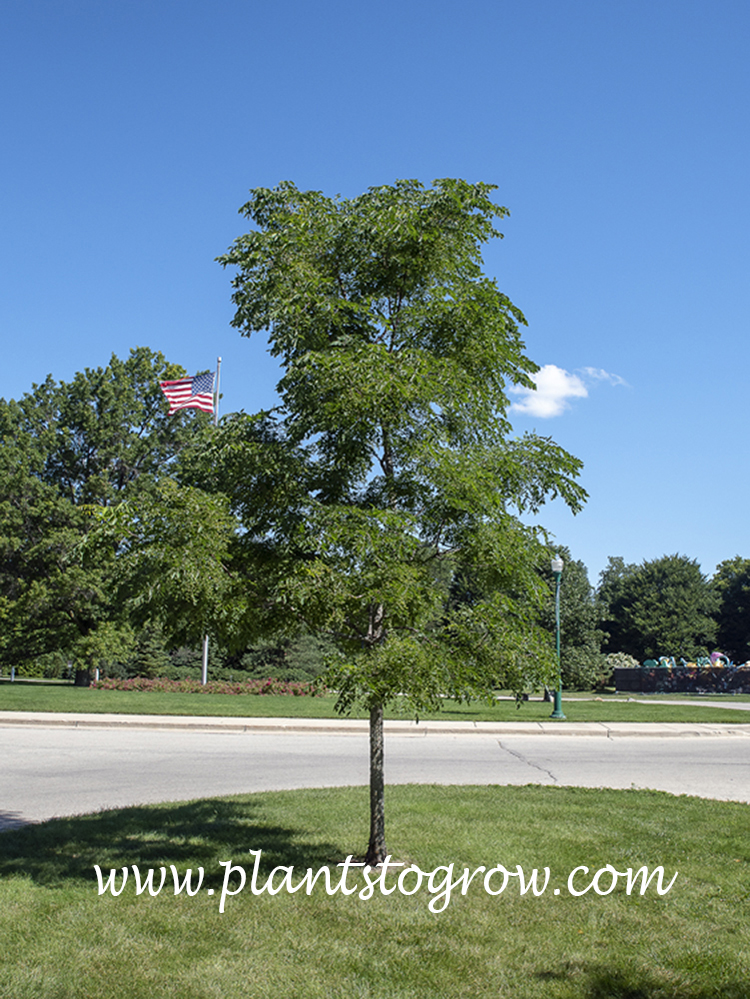 Espresso Kentucky Coffee Tree (Gymnocladus)
